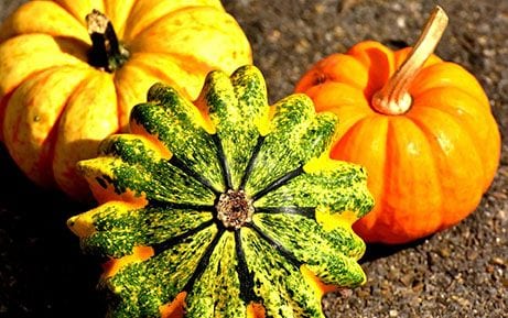 Contribuir Delgado Triturado Productos de otoño - Variedades y propiedades